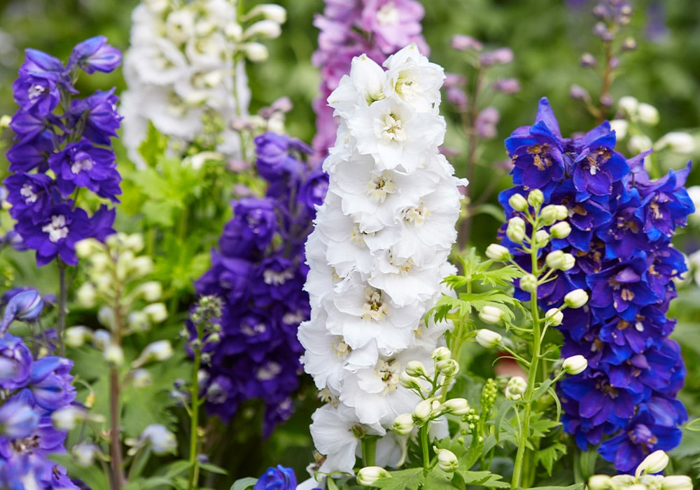 A multicolored bouquet of wild larkspur