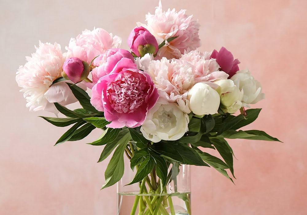 A bouquet of pink, white, and magenta peonies arranged in a glass vase filled with water; set against a soft pink background.