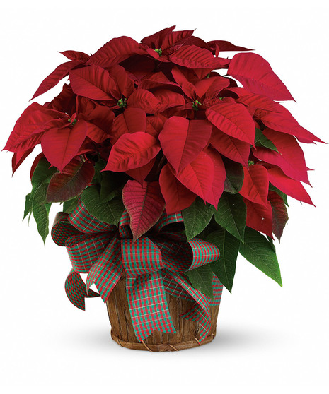 large red poinsettia plant in brown wicker basket with a green christmas ribbon on plant to decorate